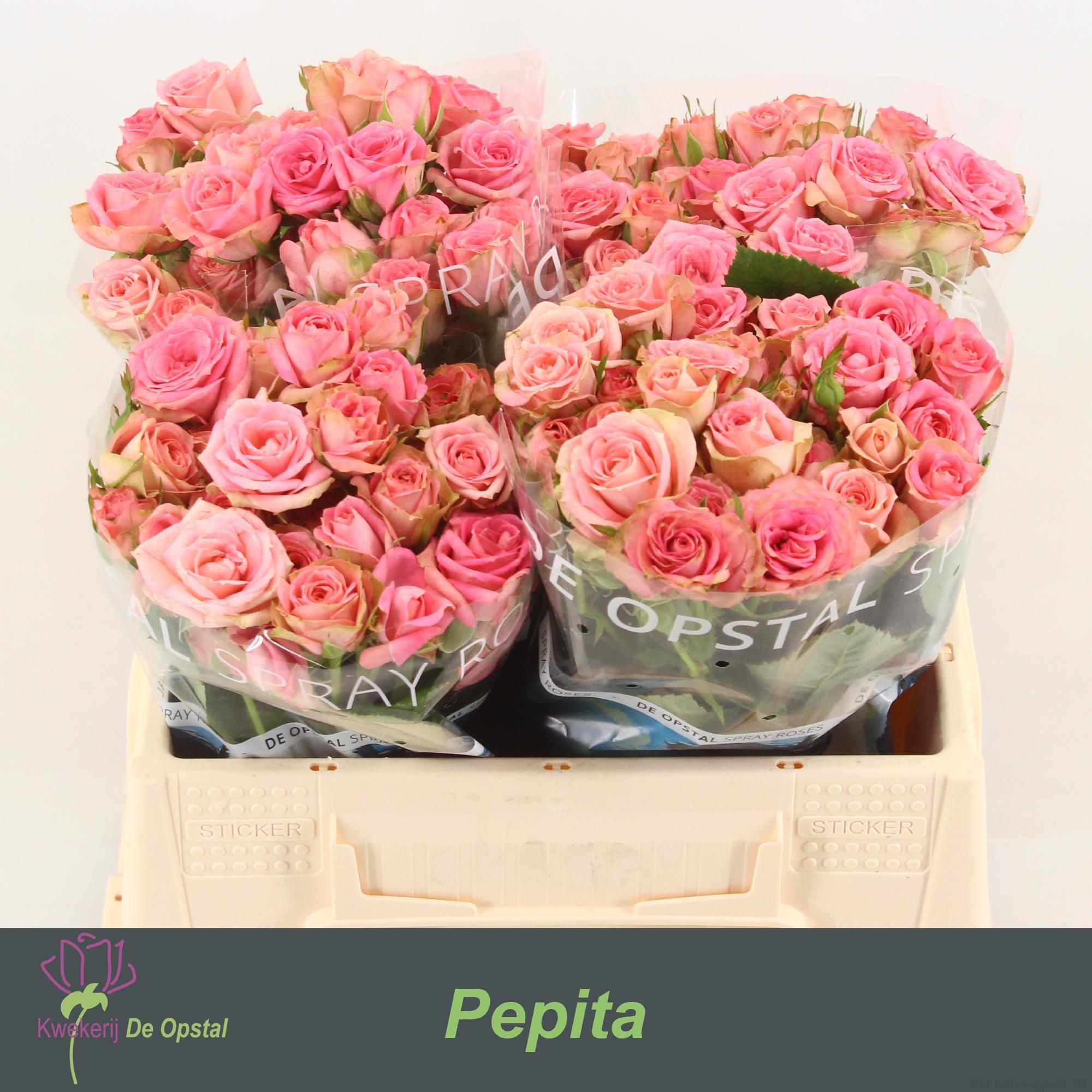 Срезанные цветы оптом Rosa spray pepita от 40шт из Голландии с доставкой по России