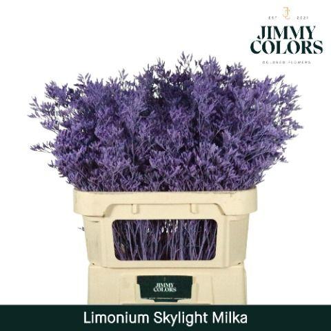 Срезанные цветы оптом Limonium paint milka от 50шт из Голландии с доставкой по России