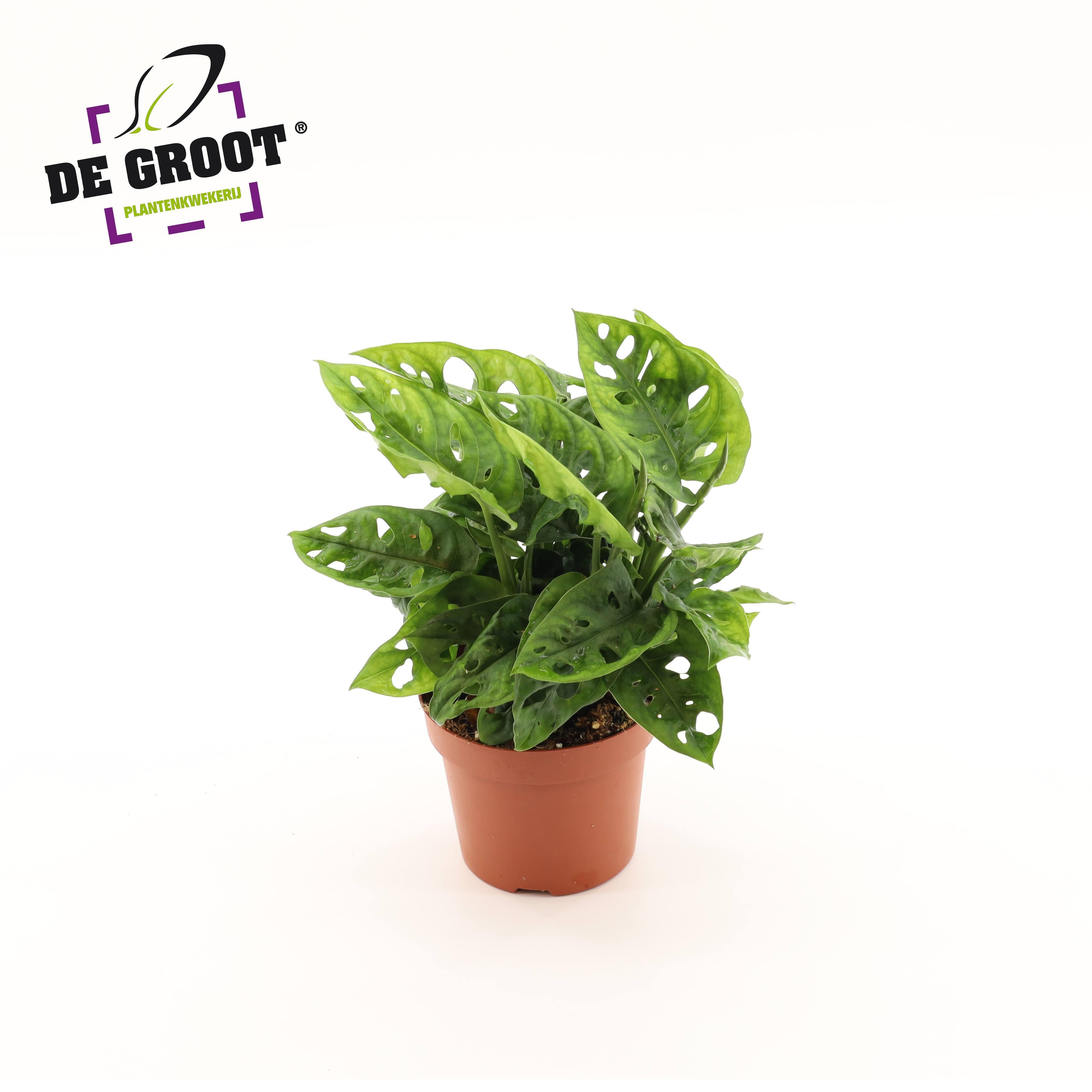 Горшечные цветы и растения оптом Monstera Adansonii от 10шт из Голландии с доставкой по России