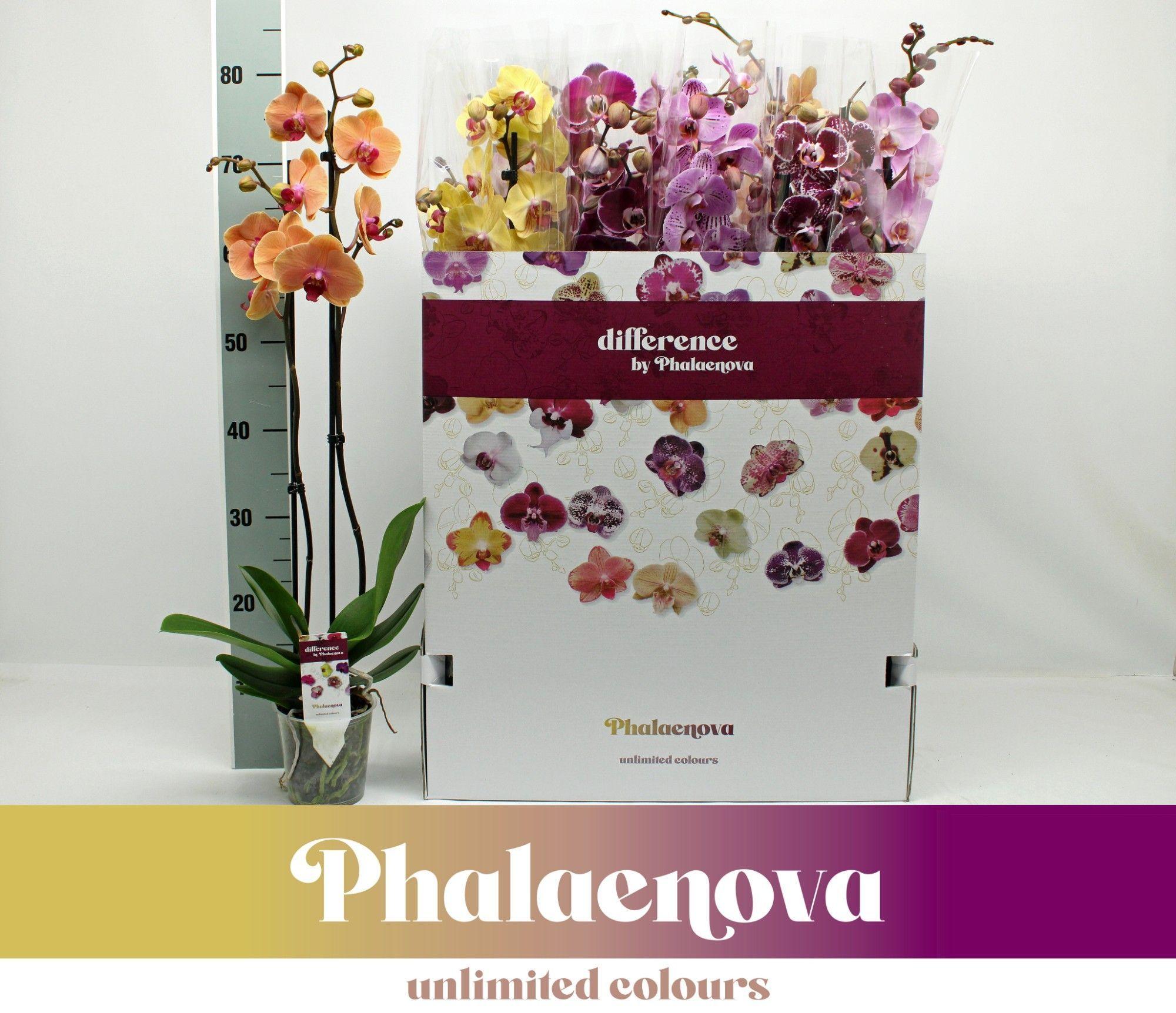 Горшечные цветы и растения оптом Phal 2st Mix 12color Mix 16+ от 10шт из Голландии с доставкой по России