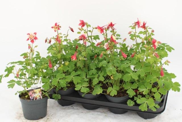 Горшечные цветы и растения оптом Aquil Earlyb Red Whi от 8шт из Голландии с доставкой по России