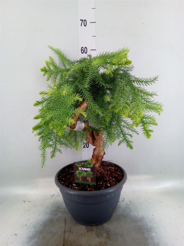 Горшечные цветы и растения оптом Araucaria   ... от 1шт из Голландии с доставкой по России