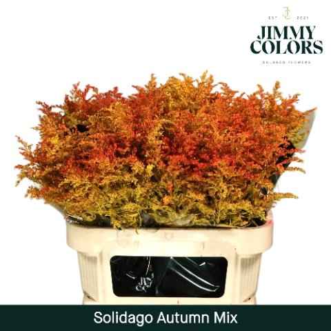 Срезанные цветы оптом Solidago paint mix autumn от 25шт из Голландии с доставкой по России