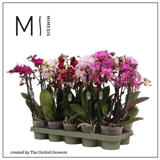 Горшечные цветы и растения оптом Phalaenopsis Mf. Mix от 10шт из Голландии с доставкой по России