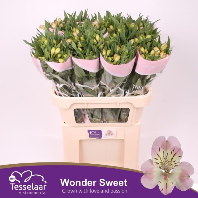 Срезанные цветы оптом Alstroemeria wonder sweet от 80шт. из Голландии с доставкой по России