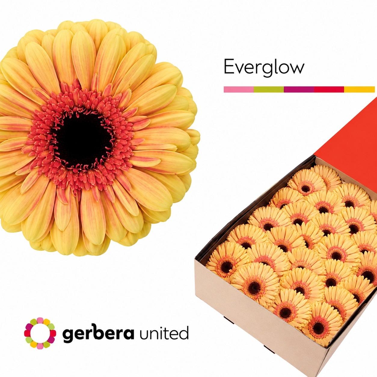 Срезанные цветы оптом Gerbera everglow от 25шт из Голландии с доставкой по России