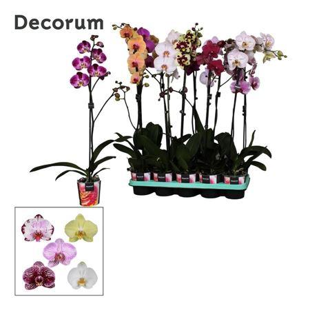 Горшечные цветы и растения оптом Phal 1st Mix 9+ Decorum (bernhard) от 10шт из Голландии с доставкой по России