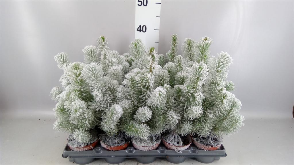 Горшечные цветы и растения оптом Pinus Pinea от 15шт из Голландии с доставкой по России