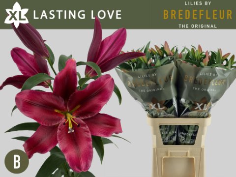 Срезанные цветы оптом Lilium or lasting love от 40шт из Голландии с доставкой по России