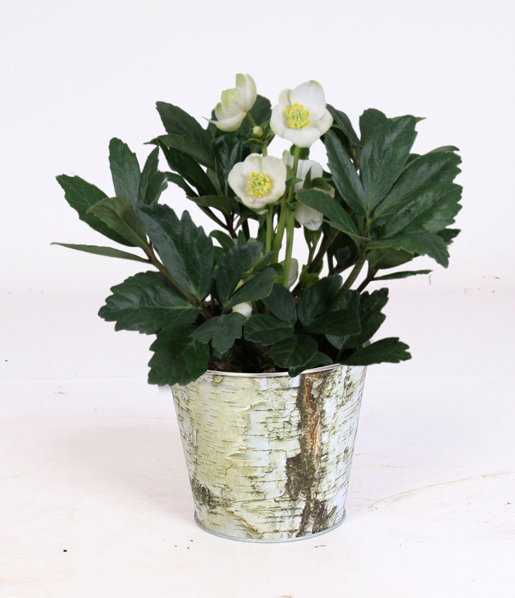 Горшечные цветы и растения оптом Helleborus N. Christmas Carol In Zinken Pot Berken от 6шт из Голландии с доставкой по России