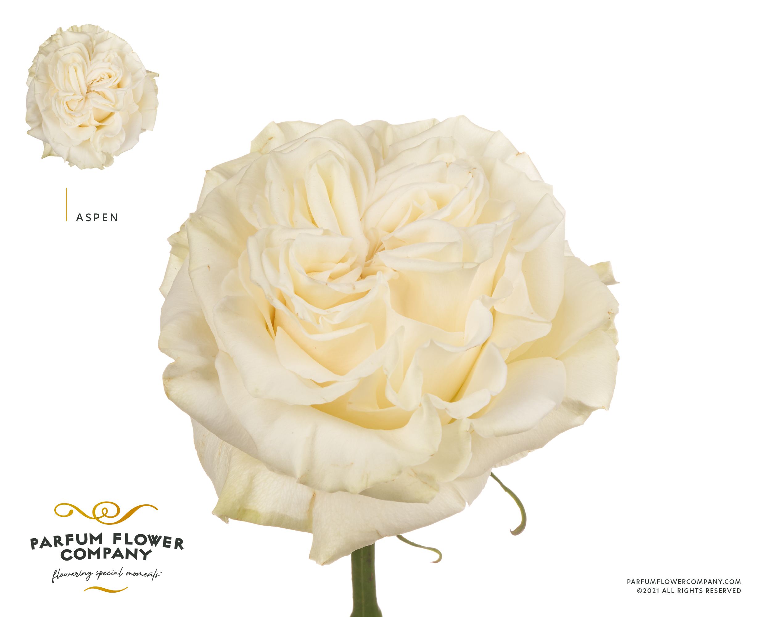 Срезанные цветы оптом Rosa garden aspen от 24шт из Голландии с доставкой по России