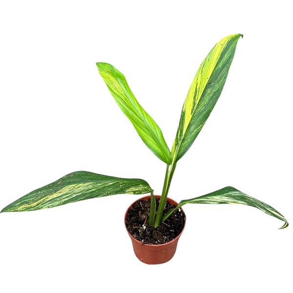 Горшечные цветы и растения оптом Amplissimum Aurea Variegata от 1шт из Голландии с доставкой по России