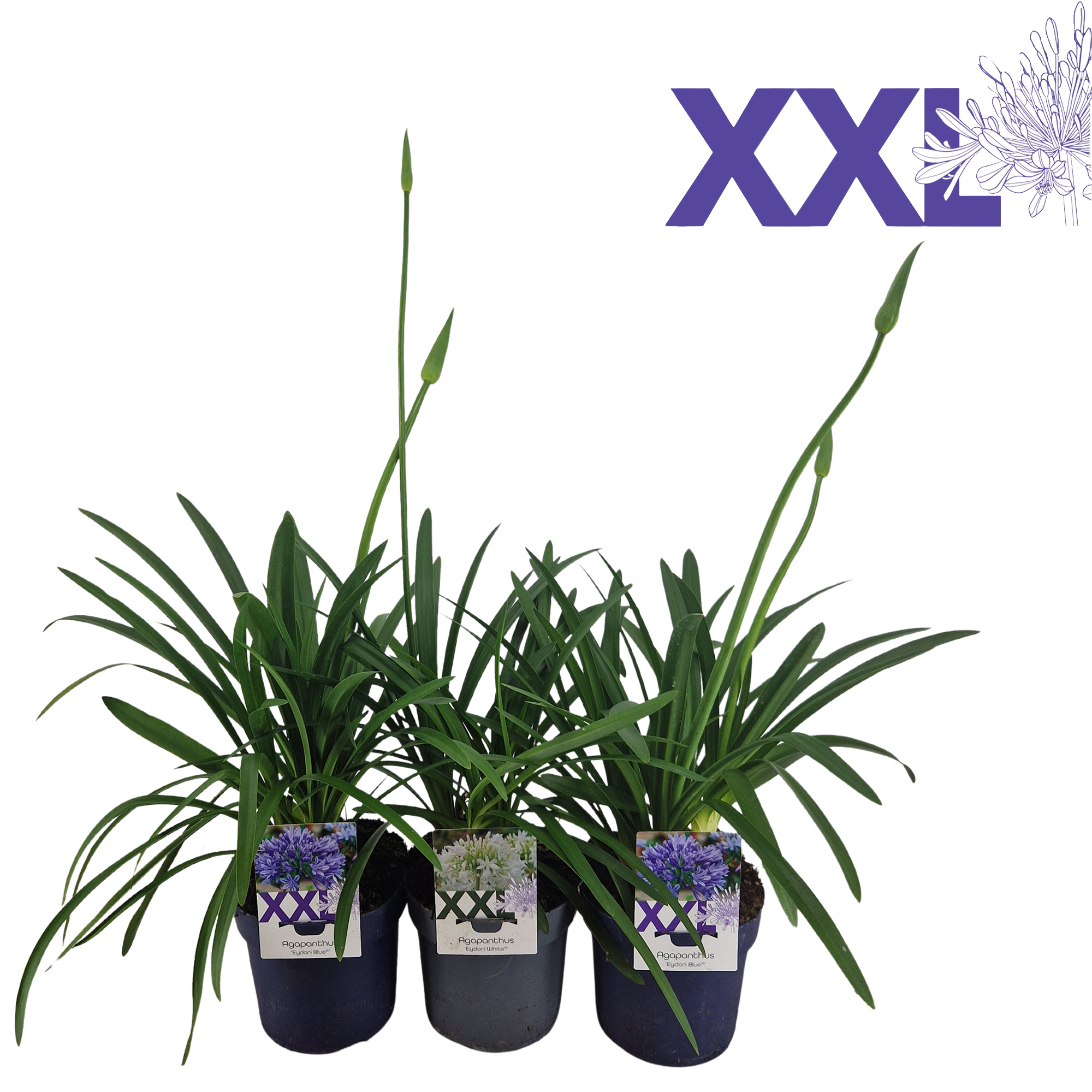 Горшечные цветы и растения оптом Agapanthus Blauw En Wit Gem. In Tray. Doorbl Knopp от 3шт из Голландии с доставкой по России