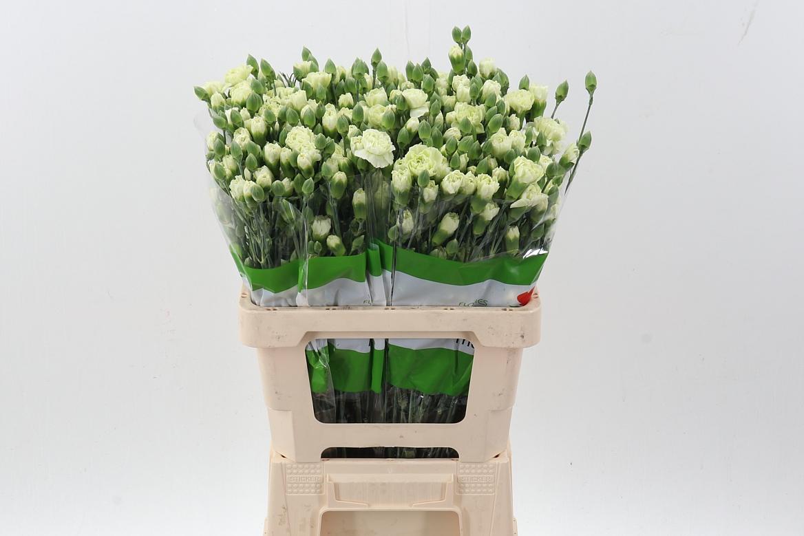 Срезанные цветы оптом Dianthus sp parsley+ от 100шт из Голландии с доставкой по России