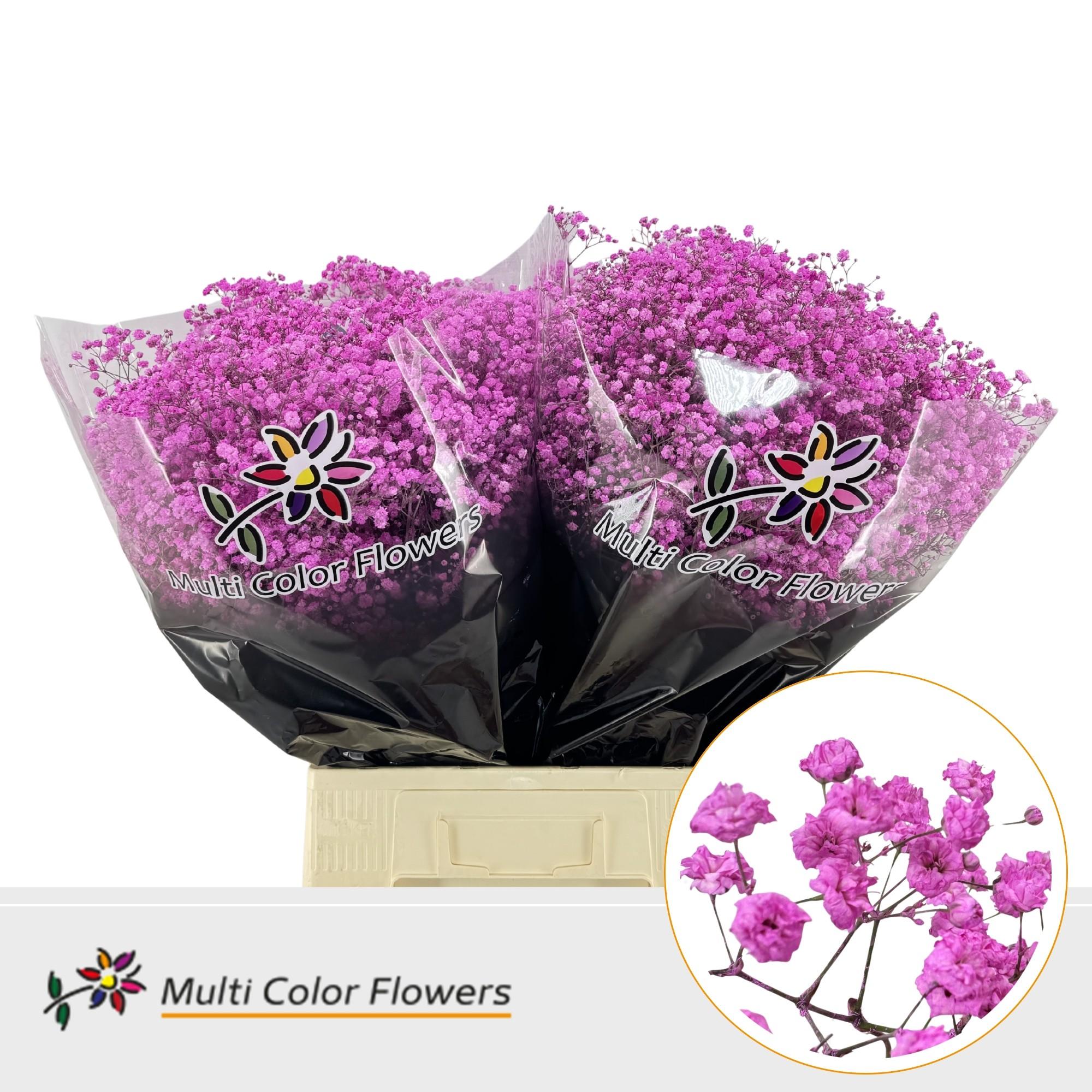 Срезанные цветы оптом Gyps large paint lady pink от 100шт из Голландии с доставкой по России