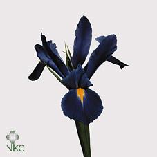Срезанные цветы оптом Iris prof blaauw от 300шт из Голландии с доставкой по России