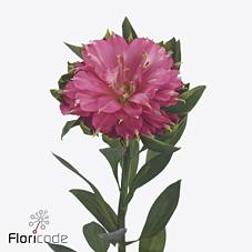 Срезанные цветы оптом Alstroemeria si sofiena от 50шт из Голландии с доставкой по России