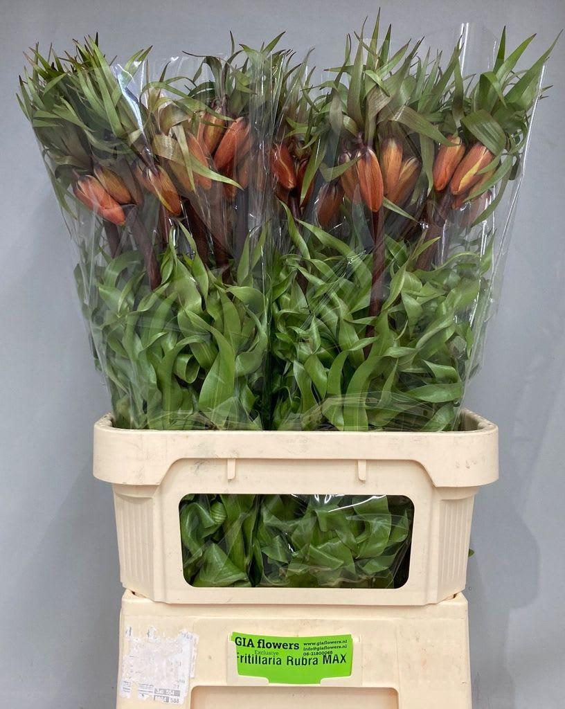 Срезанные цветы оптом Fritillaria rubra maxima от 30шт из Голландии с доставкой по России