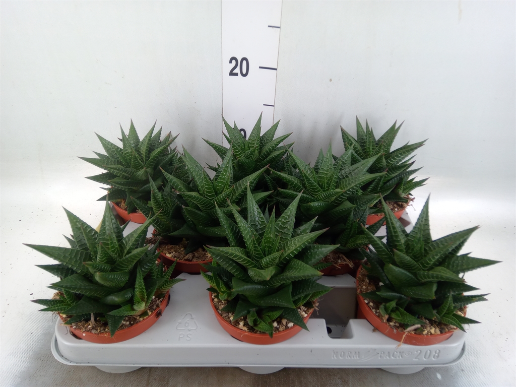 Горшечные цветы и растения оптом Haworthia Limifolia от 8шт из Голландии с доставкой по России