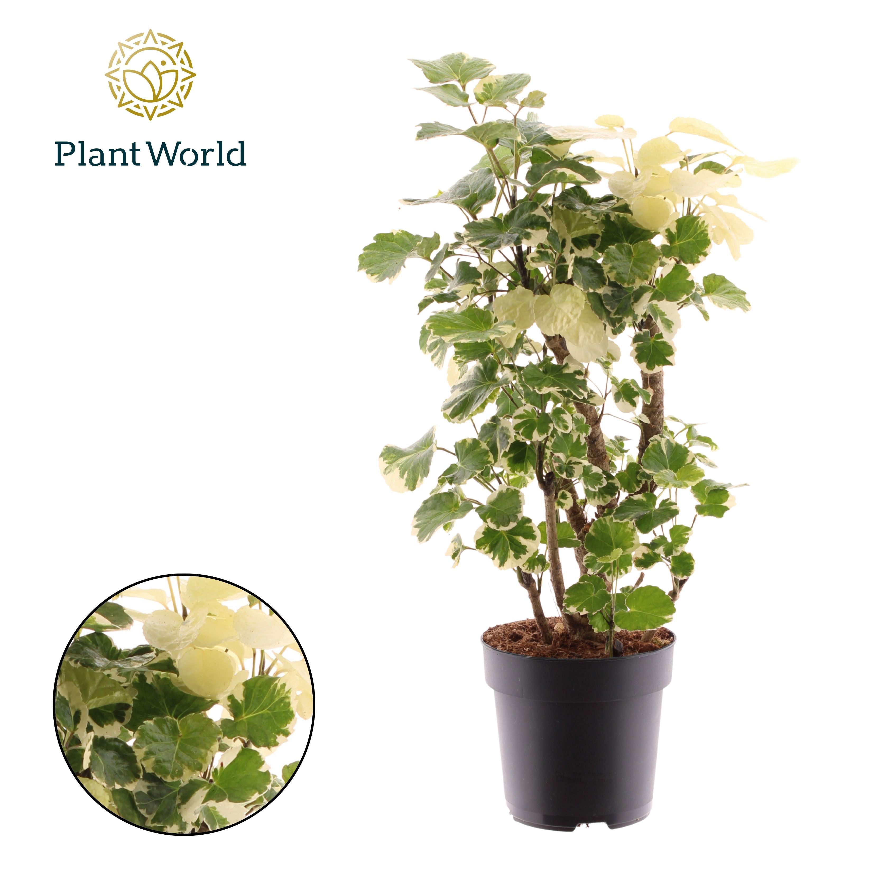 Горшечные цветы и растения оптом Polyscias Balfouriana Branched от 6шт из Голландии с доставкой по России