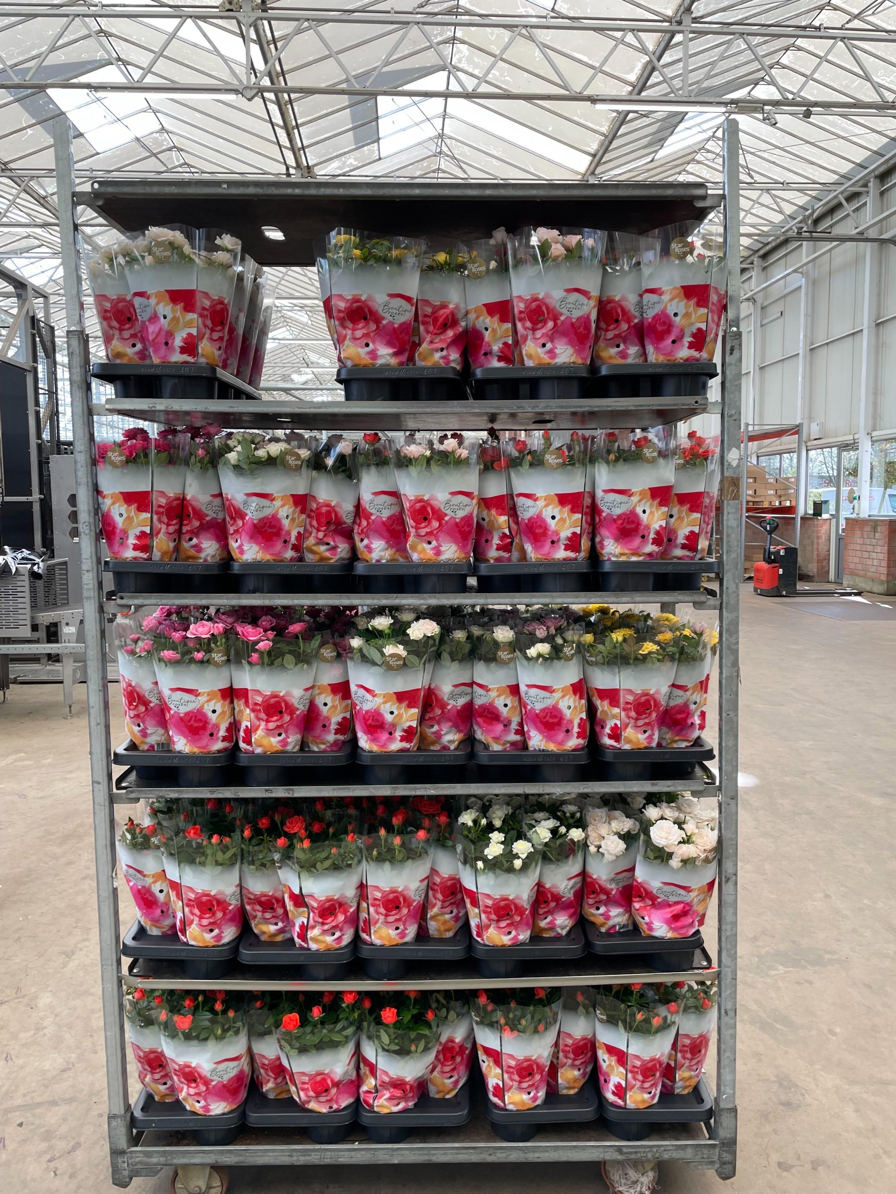 Горшечные цветы и растения оптом Ro Star Roses Gem от 7шт из Голландии с доставкой по России