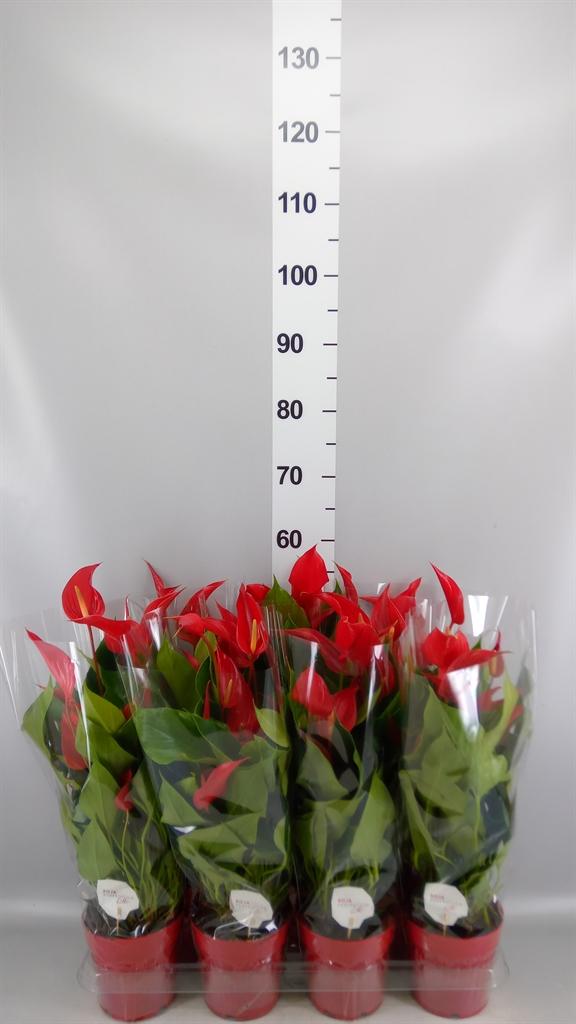 Горшечные цветы и растения оптом Anthurium banderola Roja от 7шт из Голландии с доставкой по России