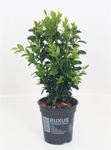 Горшечные цветы и растения оптом Buxus Sempervirens Struik от 18шт (для телеги) из Голландии с доставкой по России