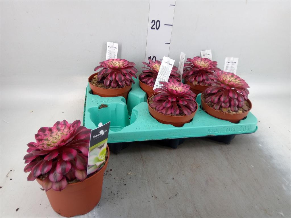 Горшечные цветы и растения оптом Aeonium Bushing Beauty от 6шт из Голландии с доставкой по России