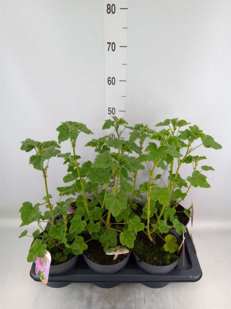 Горшечные цветы и растения оптом Lavatera   ... от 6шт из Голландии с доставкой по России