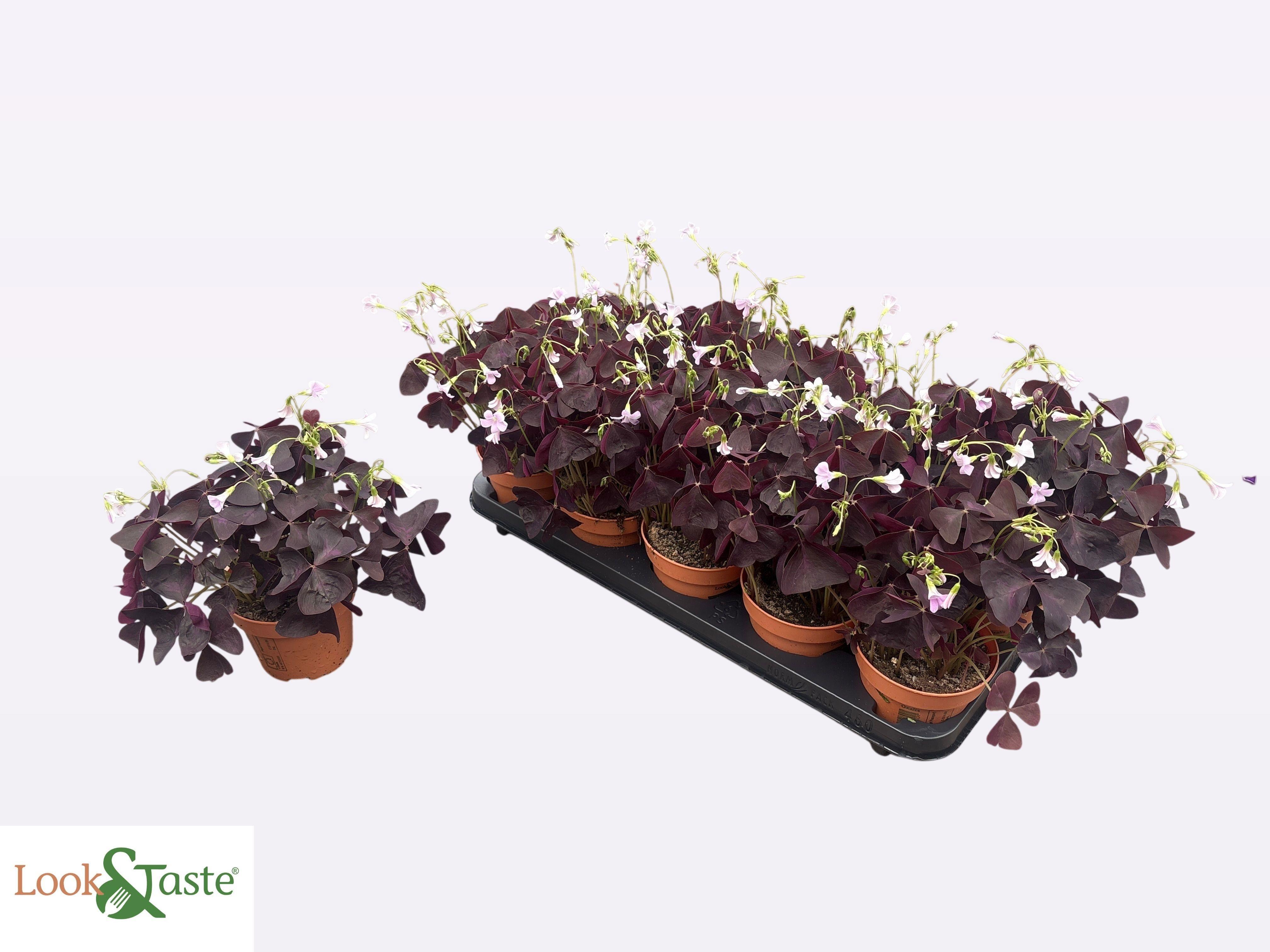 Горшечные цветы и растения оптом Oxalis Triangularis от 10шт из Голландии с доставкой по России