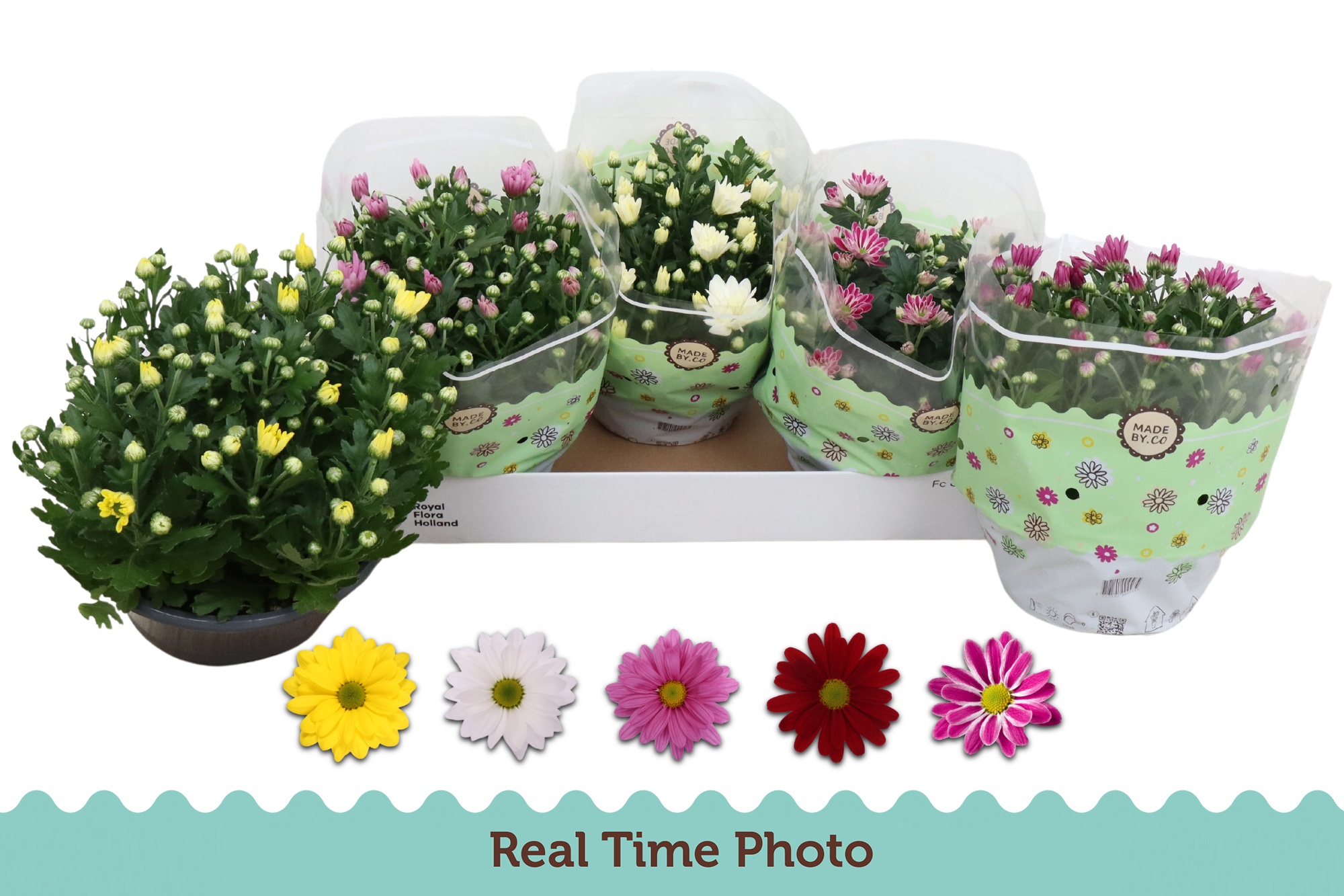 Горшечные цветы и растения оптом Chrys Gem 5 Kl от 3шт из Голландии с доставкой по России