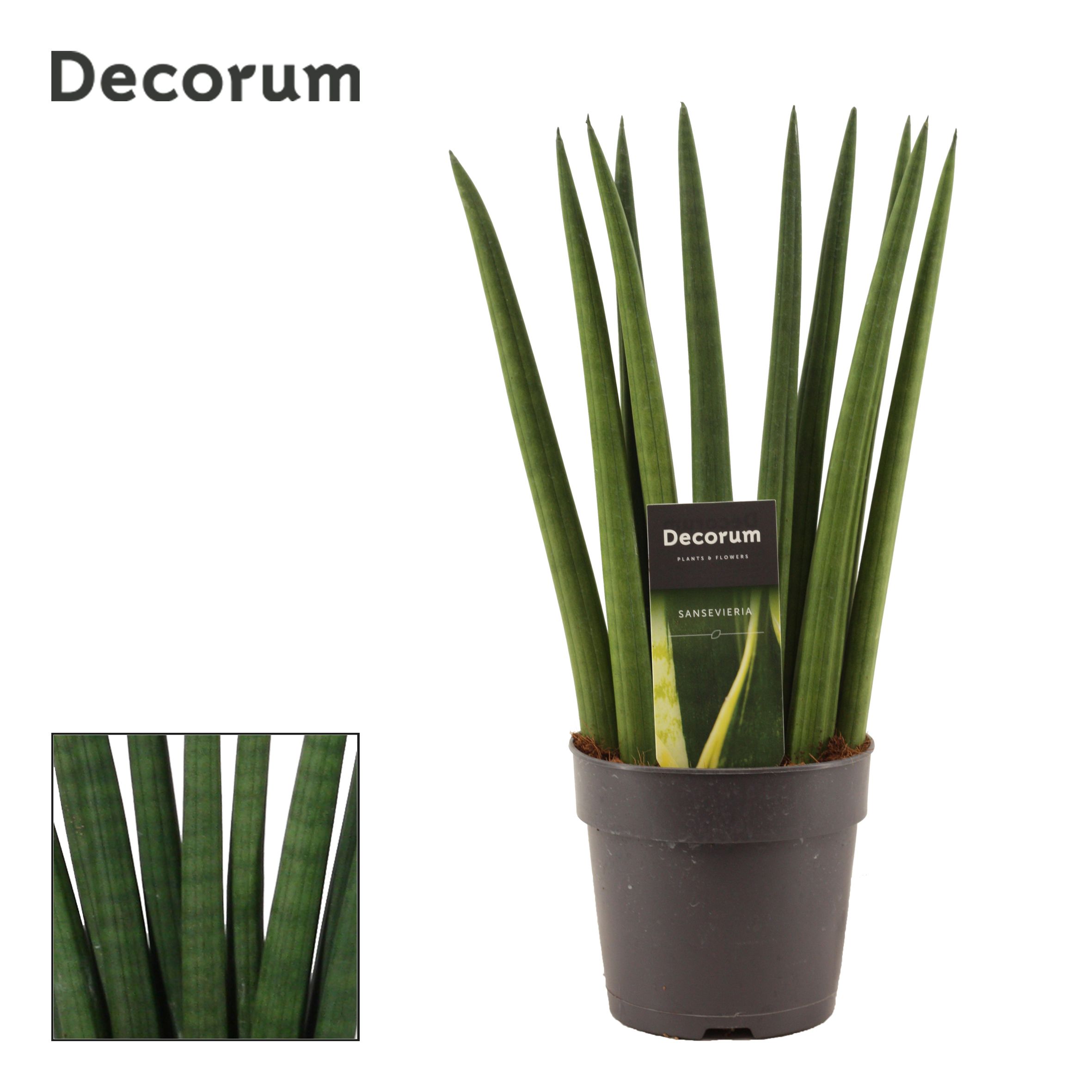 Горшечные цветы и растения оптом Sansevieria Cylindrica (dec) от 6шт из Голландии с доставкой по России