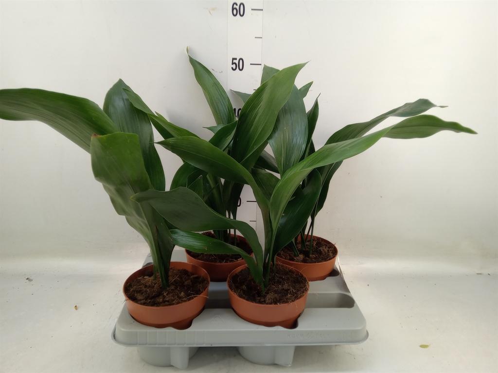 Горшечные цветы и растения оптом Aspidistra Elat. от 4шт из Голландии с доставкой по России