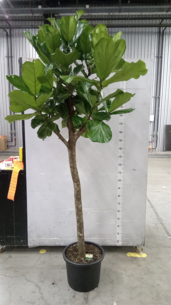 Горшечные цветы и растения оптом Ficus Lyrata от 1шт из Голландии с доставкой по России