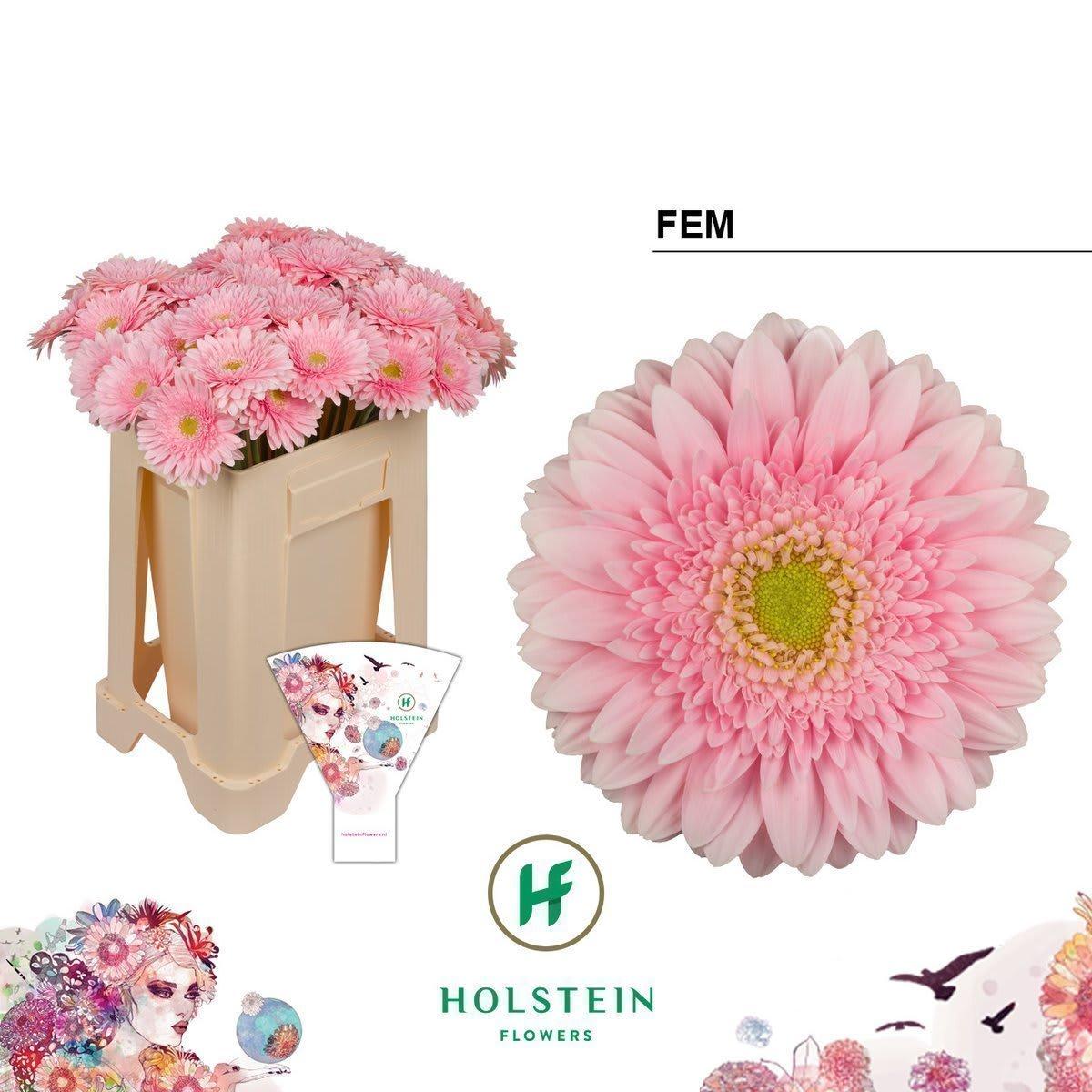 Срезанные цветы оптом Gerbera fem от 40шт из Голландии с доставкой по России