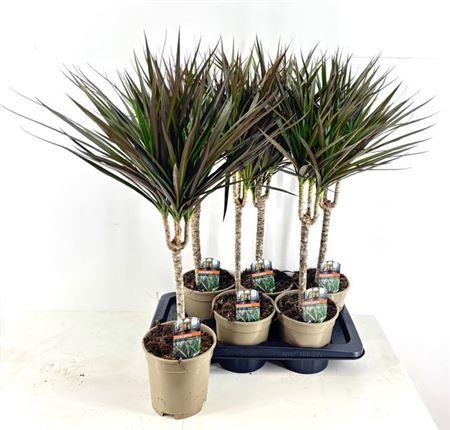 Горшечные цветы и растения оптом ** Dra Marg Magenta 30cm 3+ * Winter Promo * от 6шт из Голландии с доставкой по России