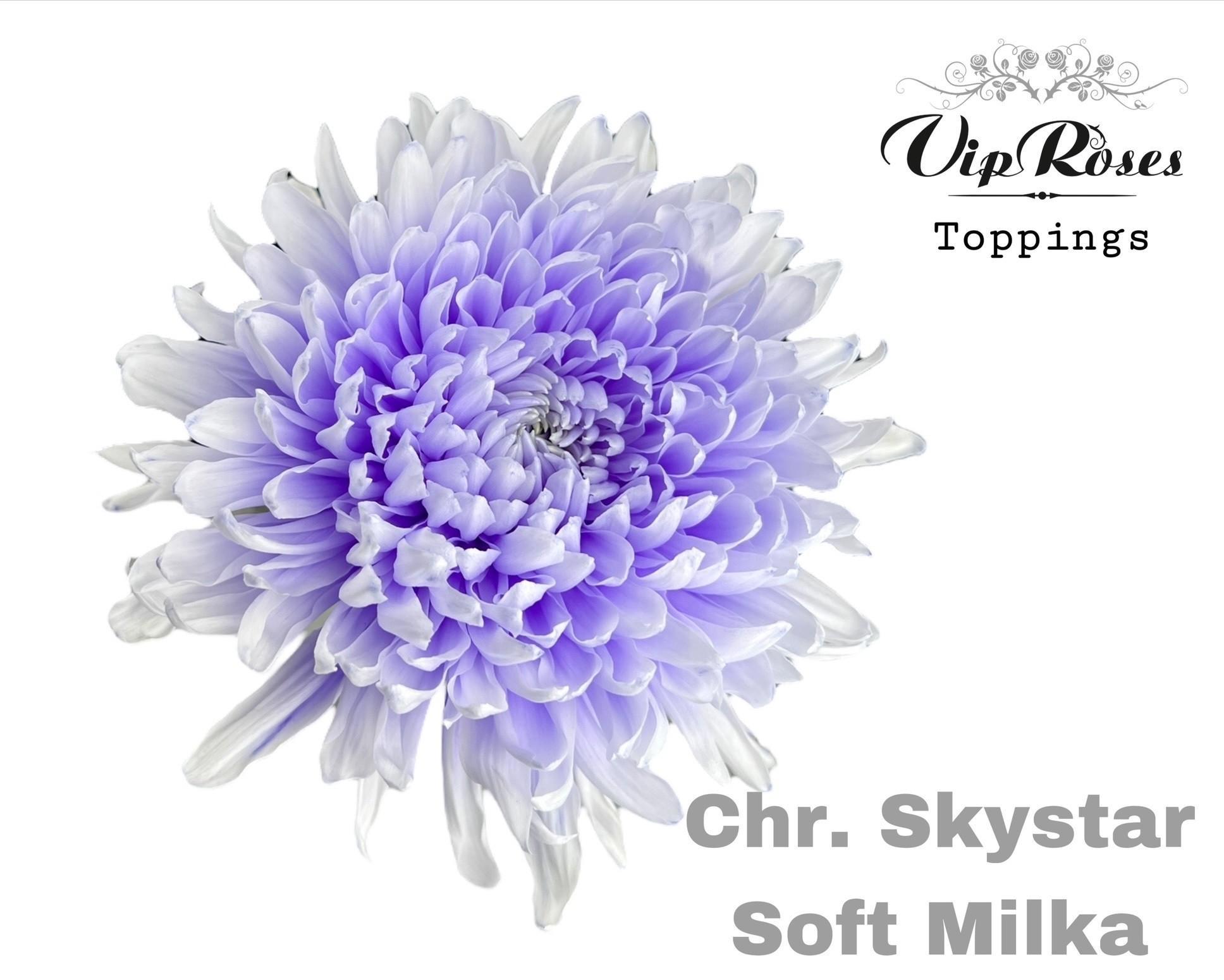 Срезанные цветы оптом Chrys bl paint skystar soft milka от 20шт из Голландии с доставкой по России