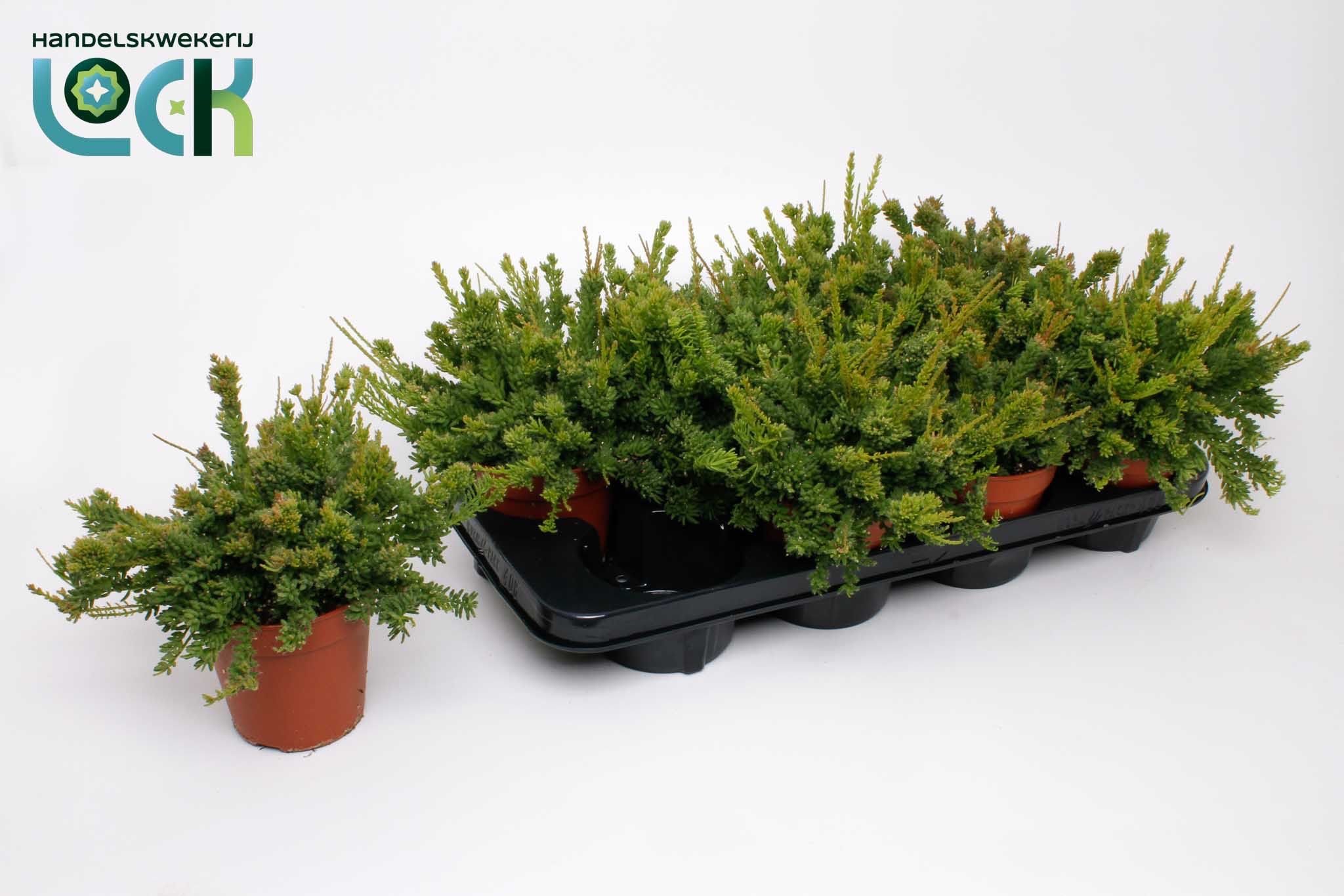 Горшечные цветы и растения оптом Rhipsalis Mesembryanthemoides от 8шт из Голландии с доставкой по России