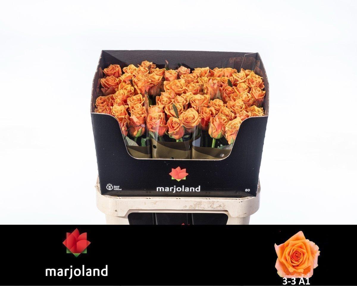 Срезанные цветы оптом Rosa large novi! от 60шт из Голландии с доставкой по России