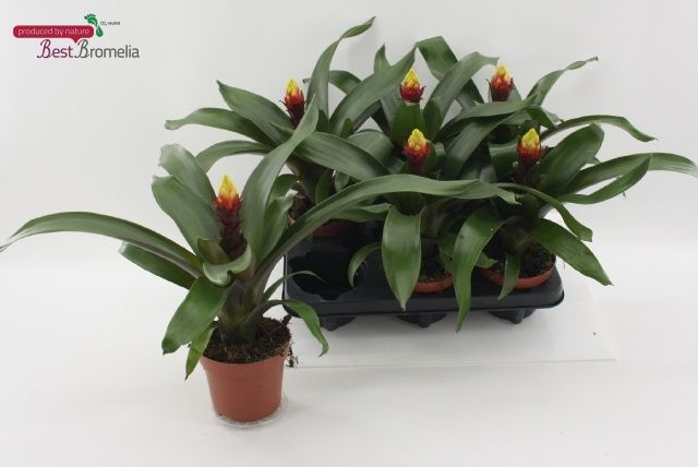 Горшечные цветы и растения оптом Guzm Crown от 6шт из Голландии с доставкой по России