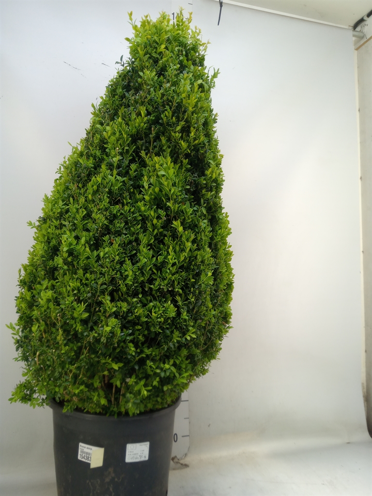 Горшечные цветы и растения оптом Buxus Semp Ball от 1шт из Голландии с доставкой по России