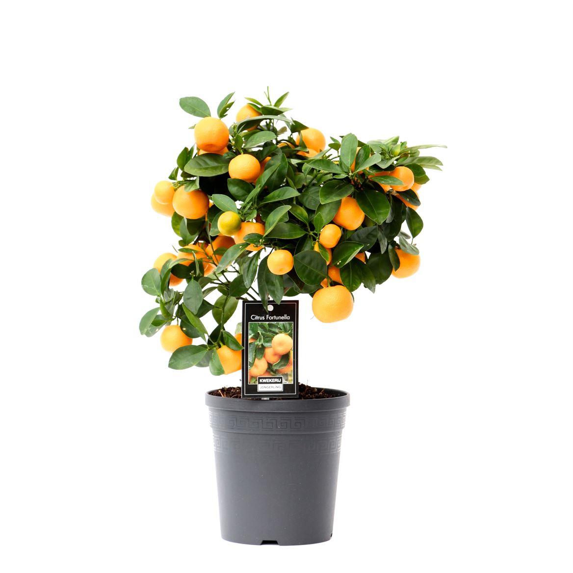 Горшечные цветы и растения оптом Citrus Calamondin On Stem от 6шт (для телеги) из Голландии с доставкой по России