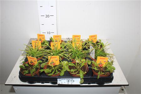 Горшечные цветы и растения оптом Dionaea Muscipula Spring Deal от 12шт (для телеги) из Голландии с доставкой по России