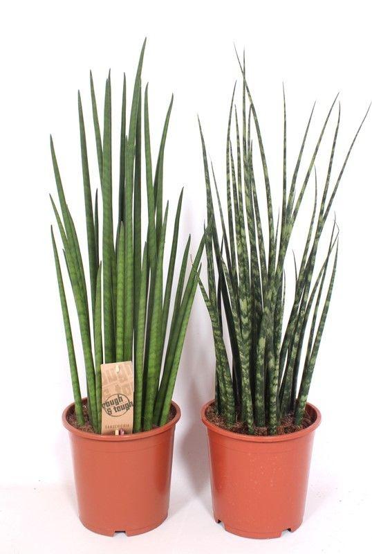 Горшечные цветы и растения оптом Sansevieria Luxe Mix от 1шт из Голландии с доставкой по России