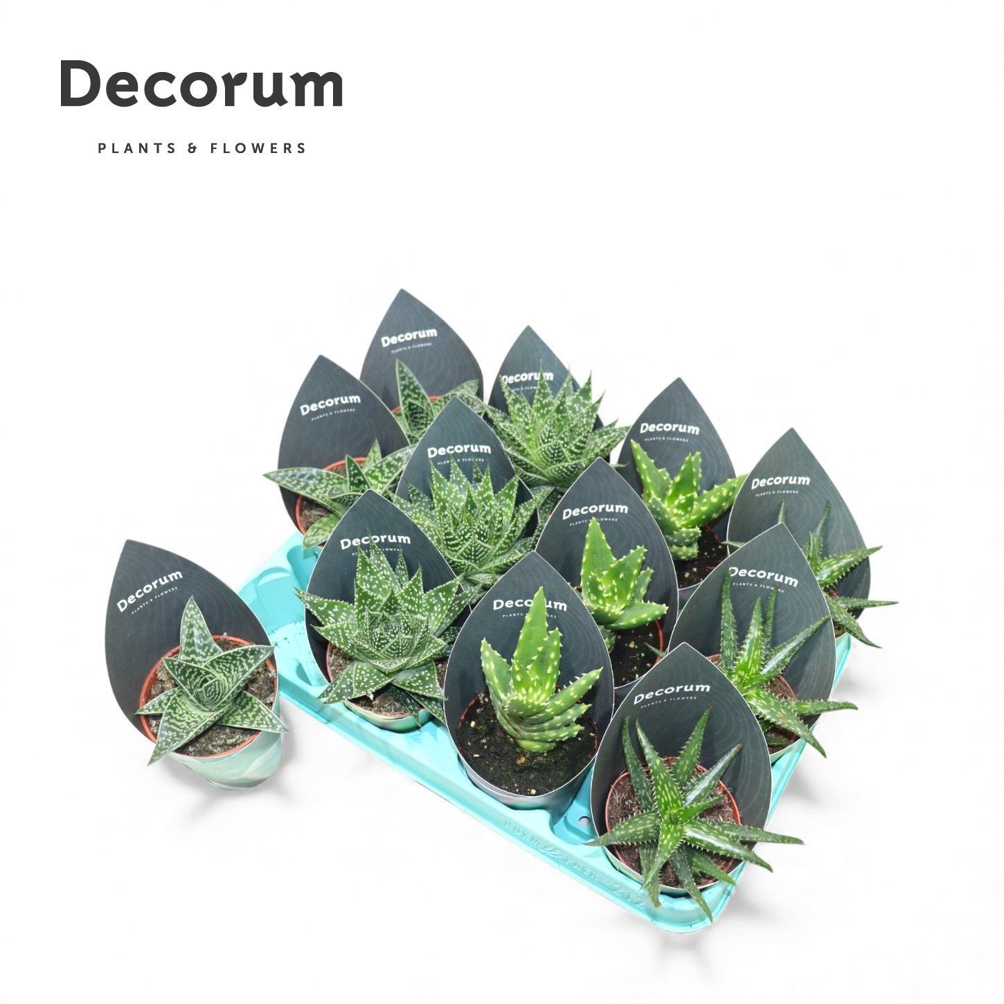 Горшечные цветы и растения оптом Aloe Gem от 12шт (для телеги) из Голландии с доставкой по России