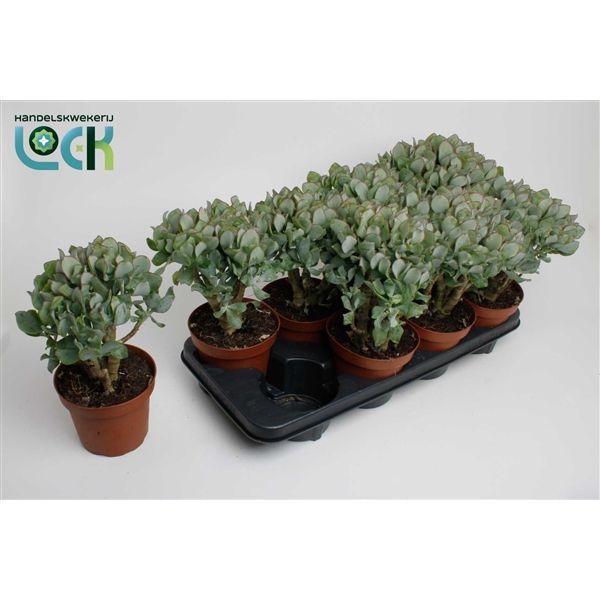 Горшечные цветы и растения оптом Crassula Arborescens Undilatifolia (decorum) от 4шт из Голландии с доставкой по России