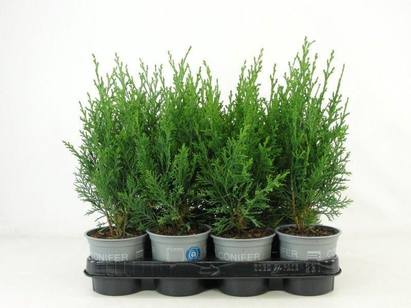 Горшечные цветы и растения оптом Chamaecyparis Law. Robusta от 12шт из Голландии с доставкой по России