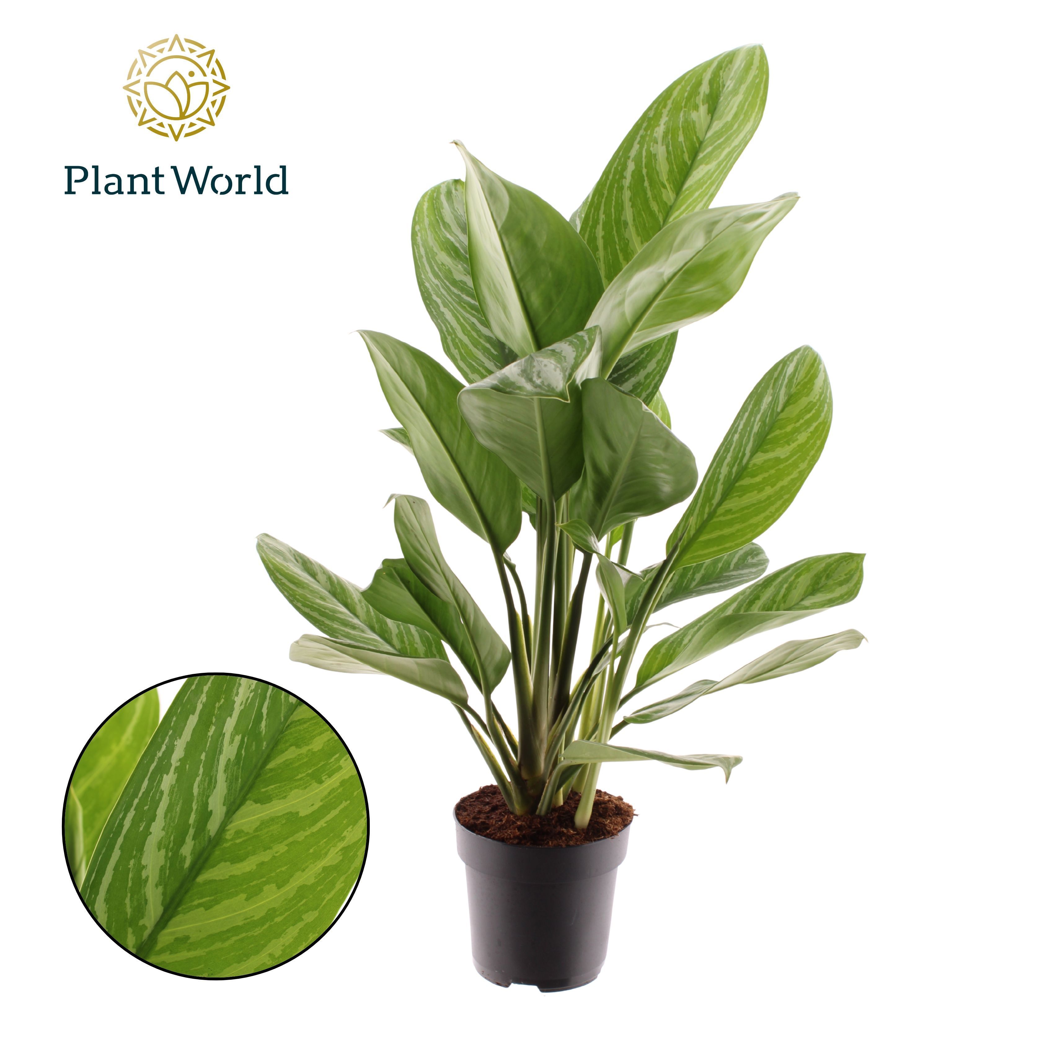 Горшечные цветы и растения оптом Aglaonema Stripes от 6шт из Голландии с доставкой по России