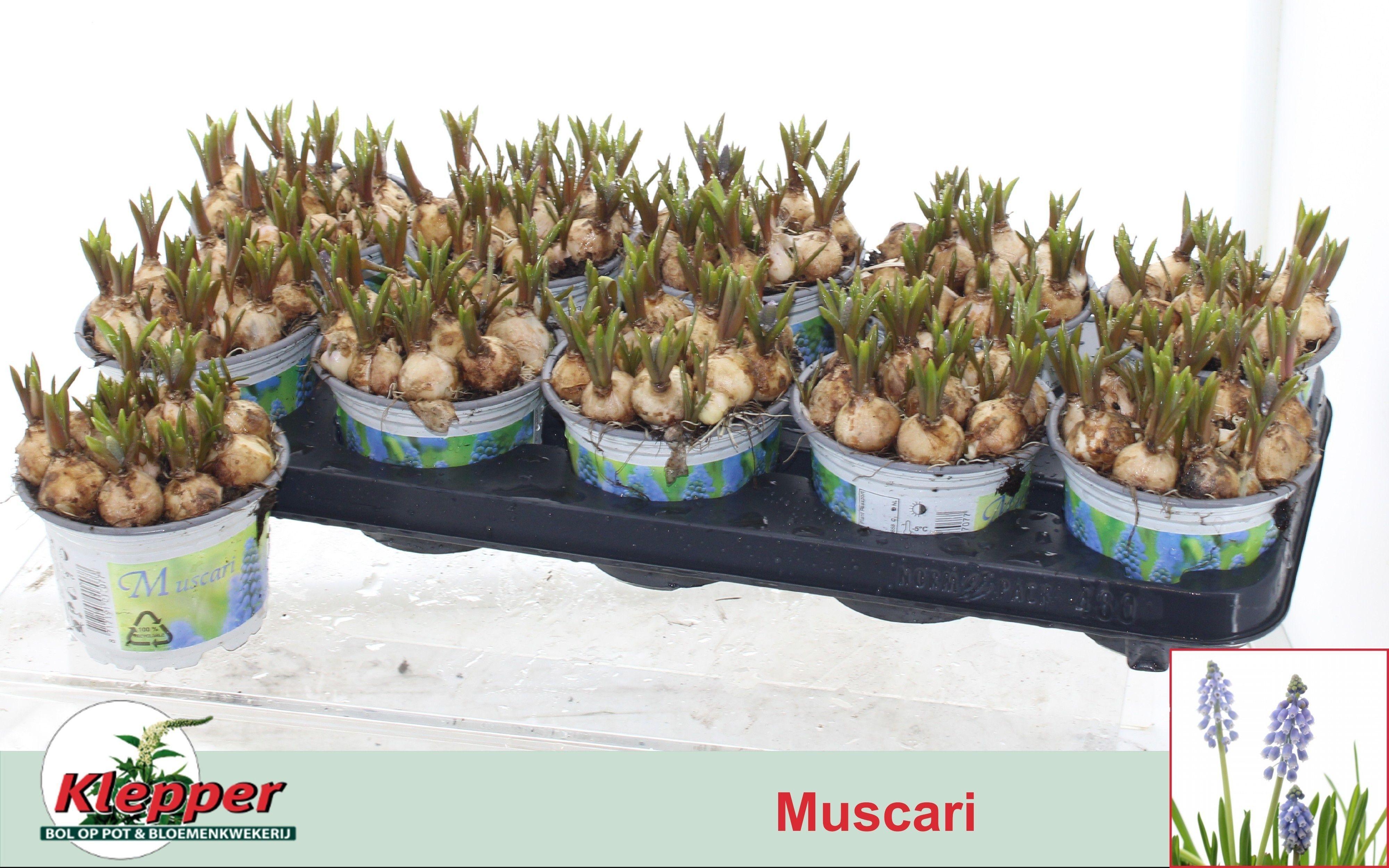 Горшечные цветы и растения оптом Muscar Atlantic от 10шт из Голландии с доставкой по России