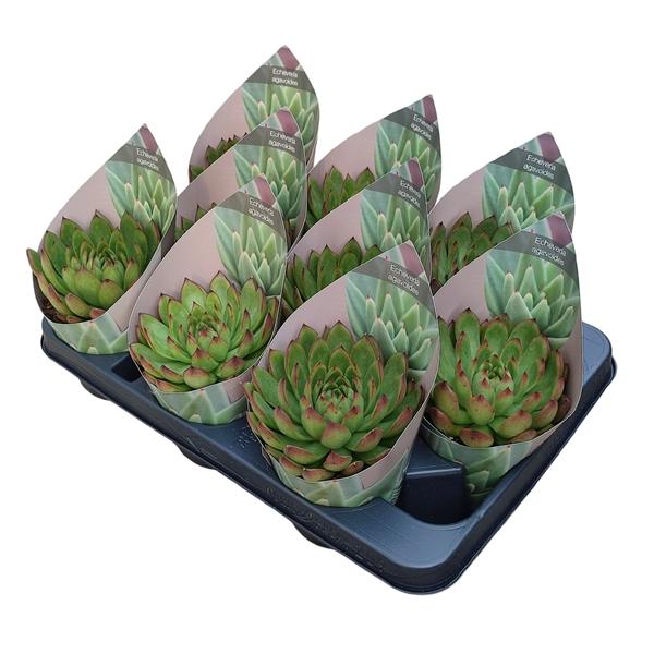 Горшечные цветы и растения оптом Echeveria Agavoides Christmas Potcover от 9шт из Голландии с доставкой по России
